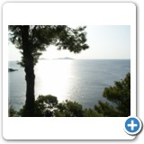 trees_overhanging_sea_large